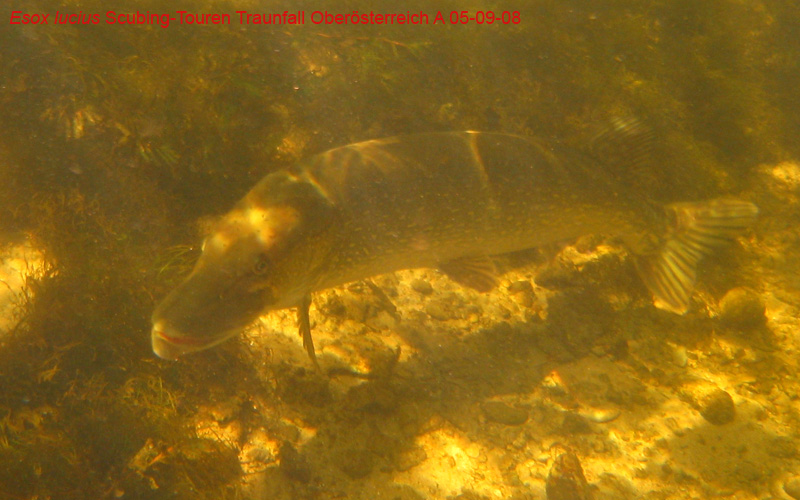 Immersione in fiume austriaco